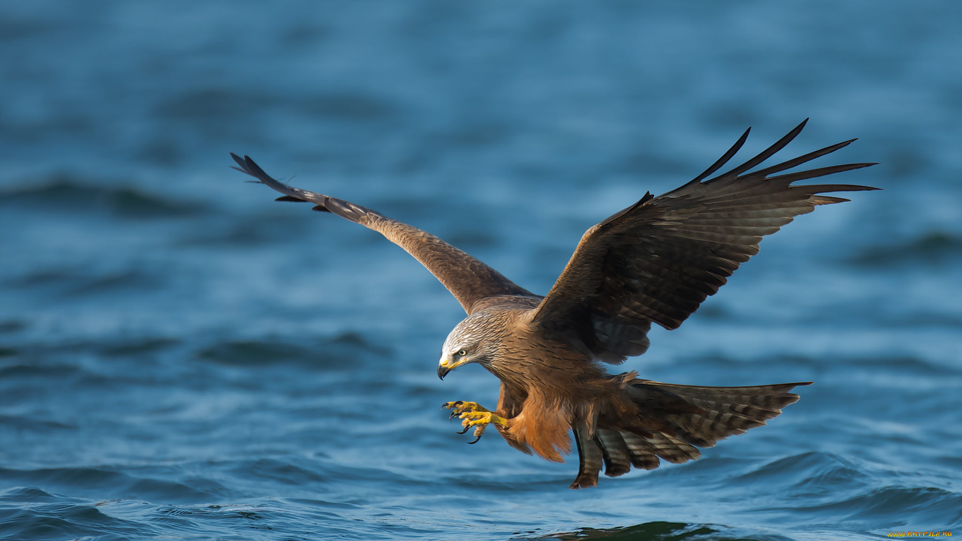 животные, птицы, -, хищники, птичка