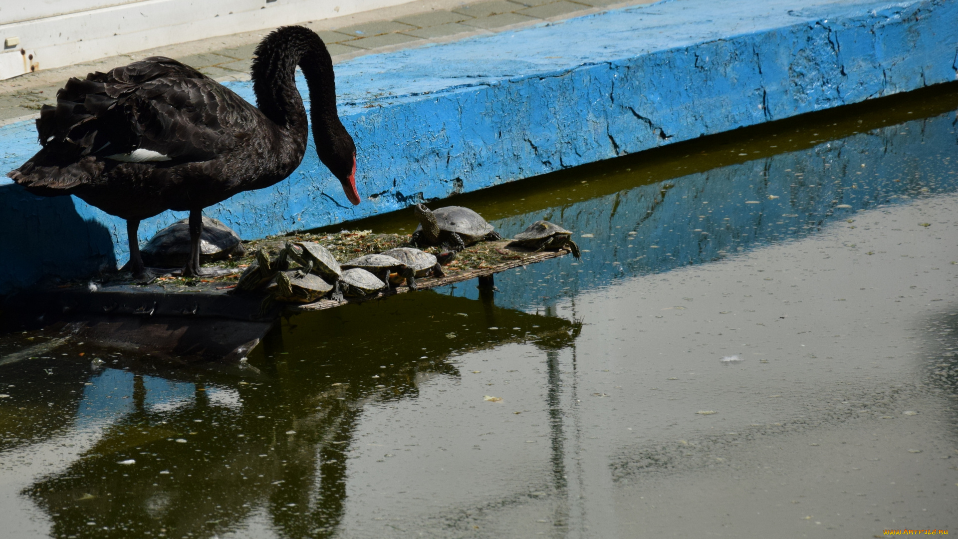 животные, разные, вместе, лебедь, черепаха, вода