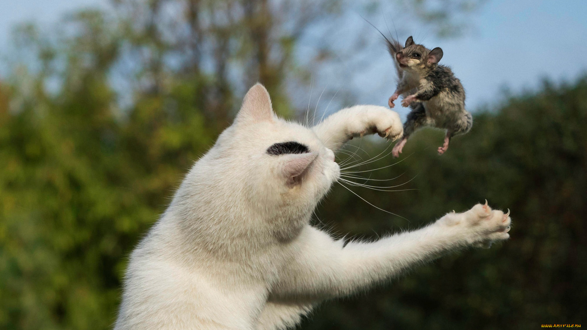 животные, разные, вместе, мышь, лапы, хищник, жертва, прыжок, фон, поза, кот