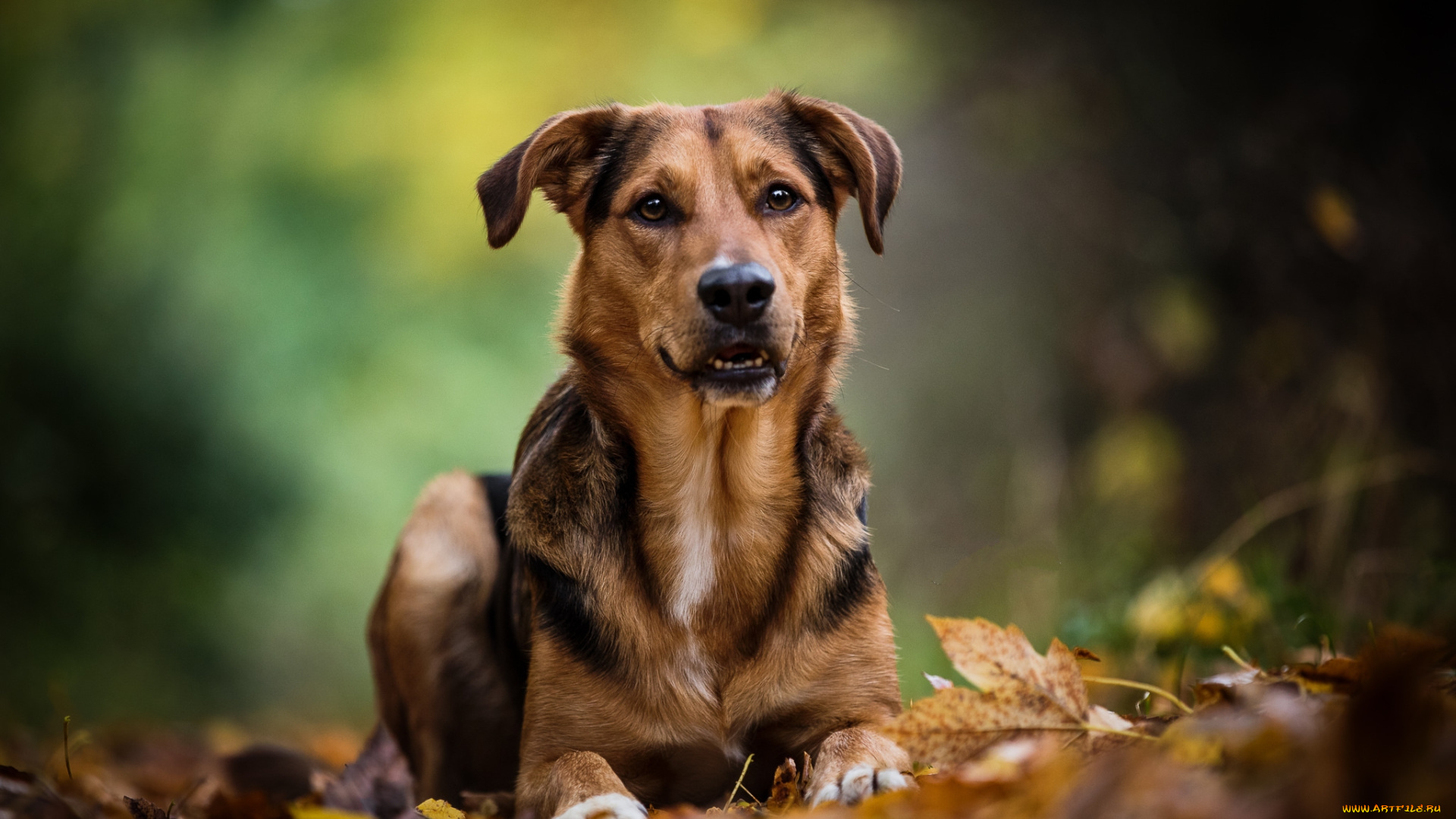 животные, собаки, пес