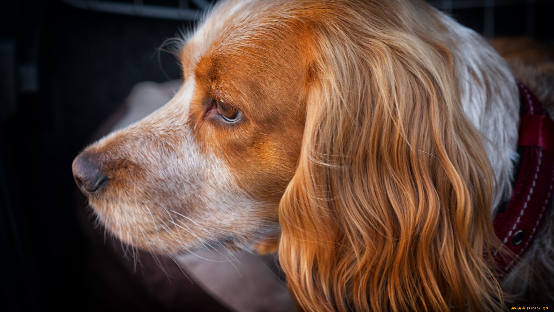 животные, собаки, пес