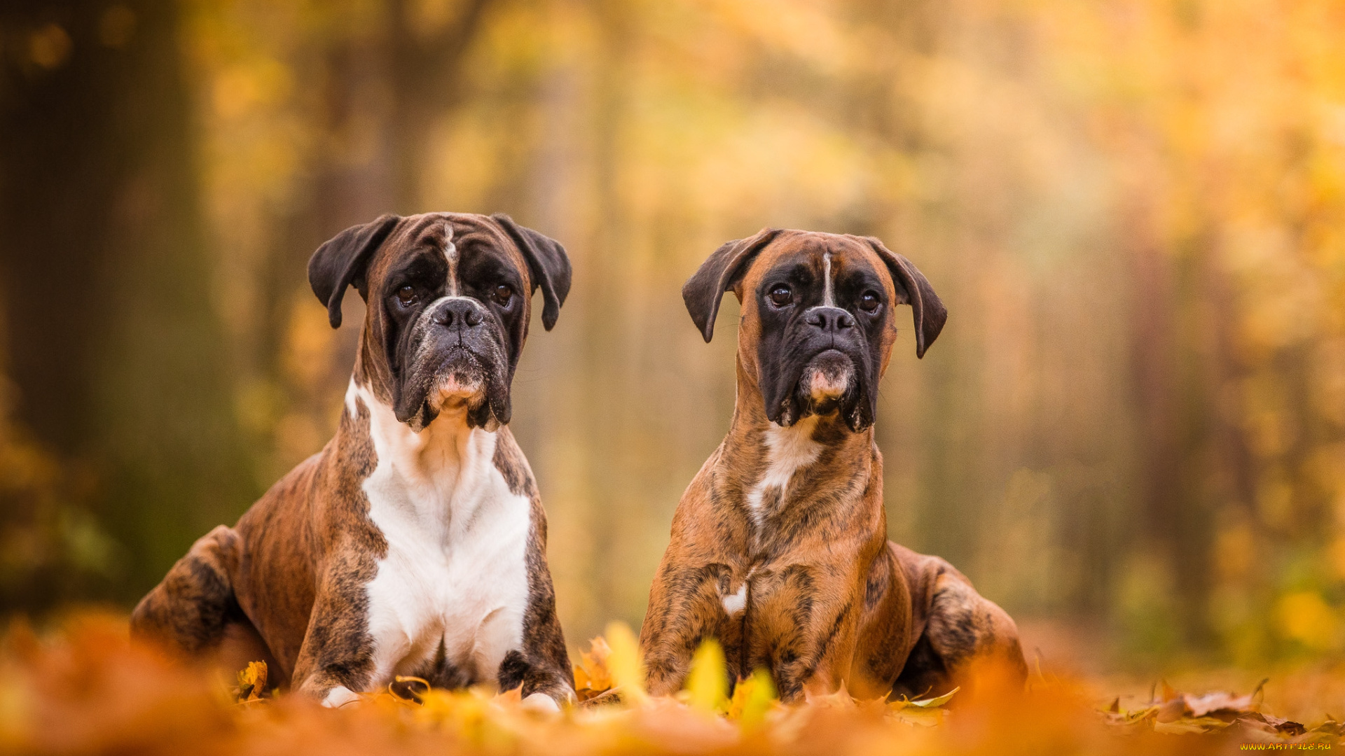 животные, собаки, пес
