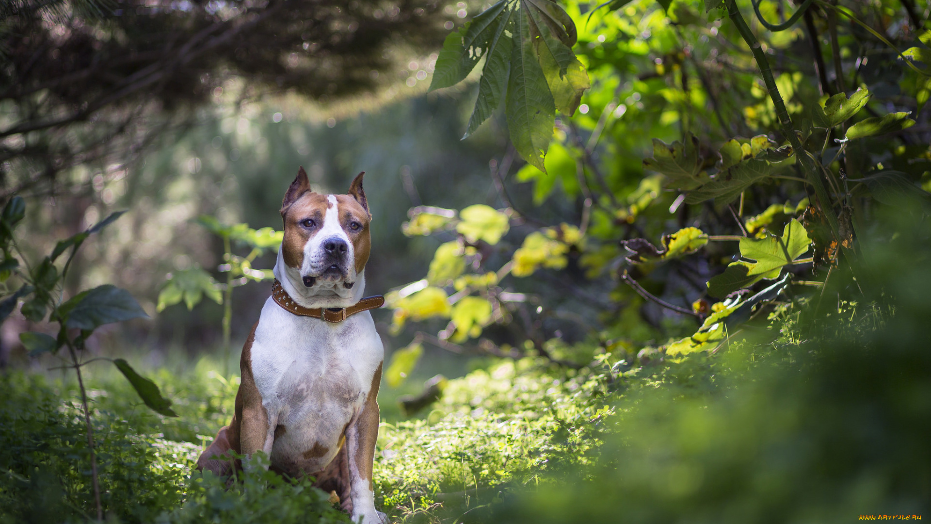 животные, собаки, пес
