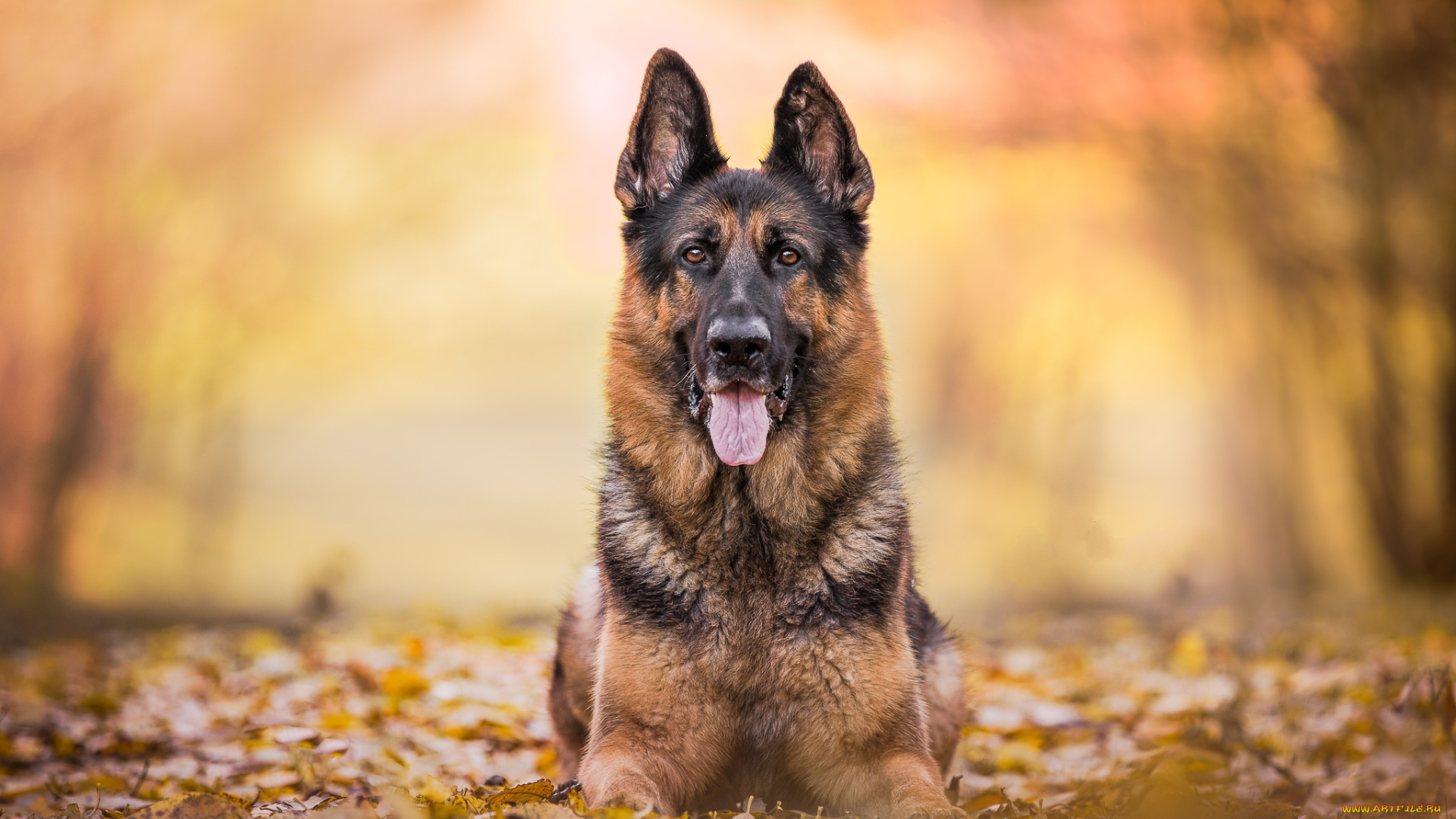 животные, собаки, пес