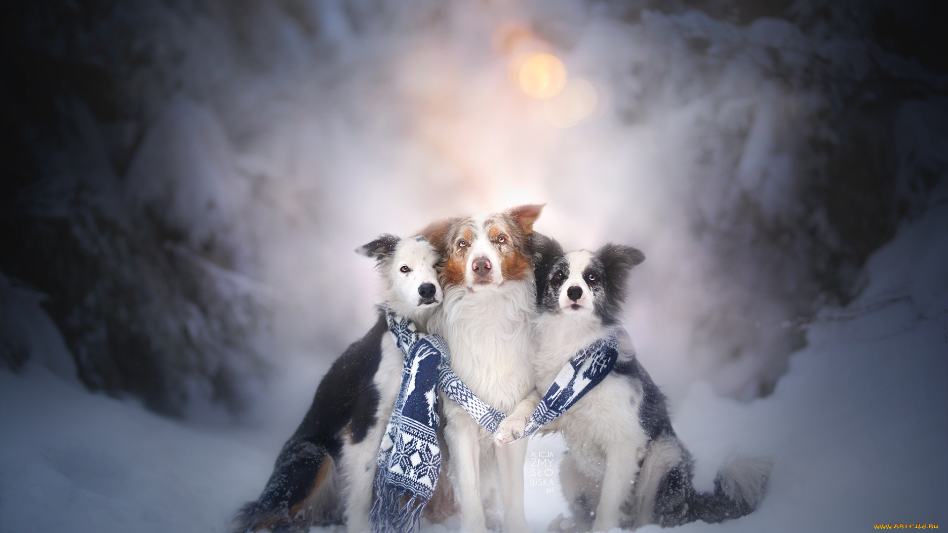 животные, собаки, пес