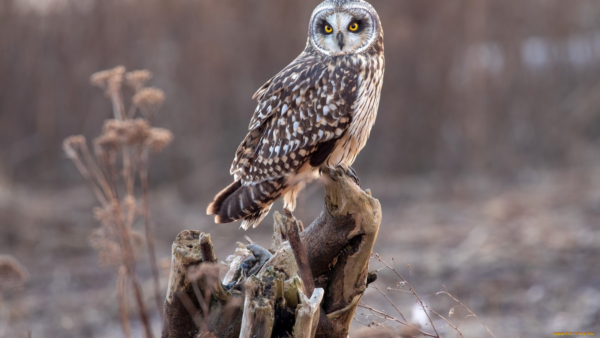 животные, совы, коряга, сова, фон, природа, боке, птица