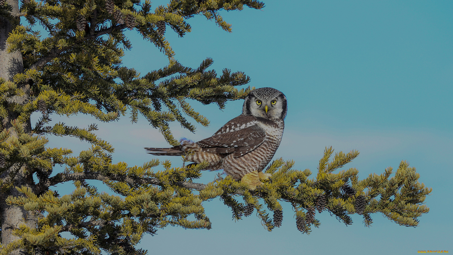 животные, совы, птичка