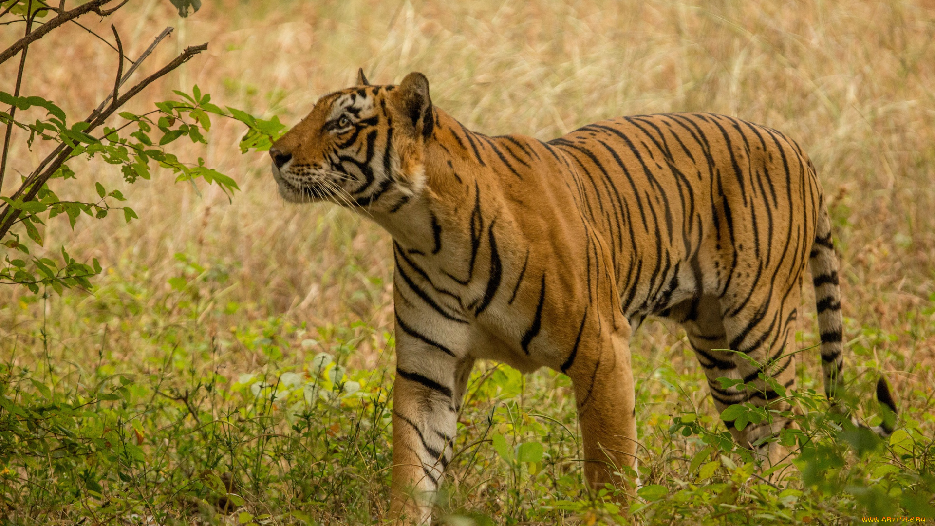 животные, тигры, тигр, дикая, кошка, хищник