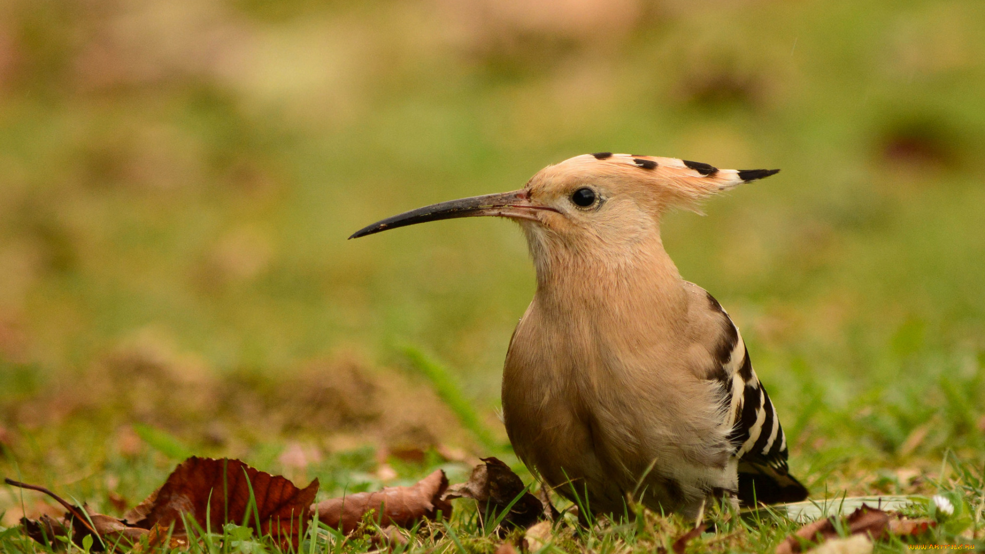 животные, удоды, птичка