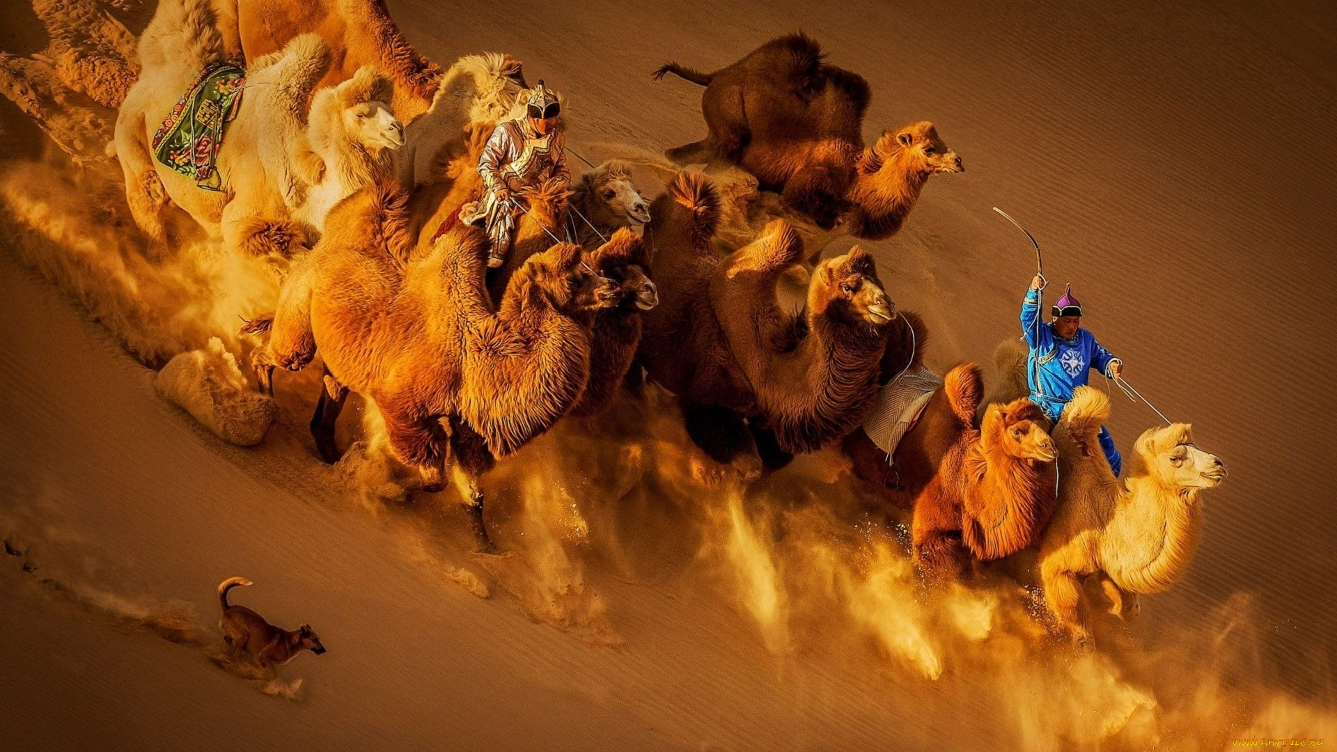 животные, верблюды, пустыня