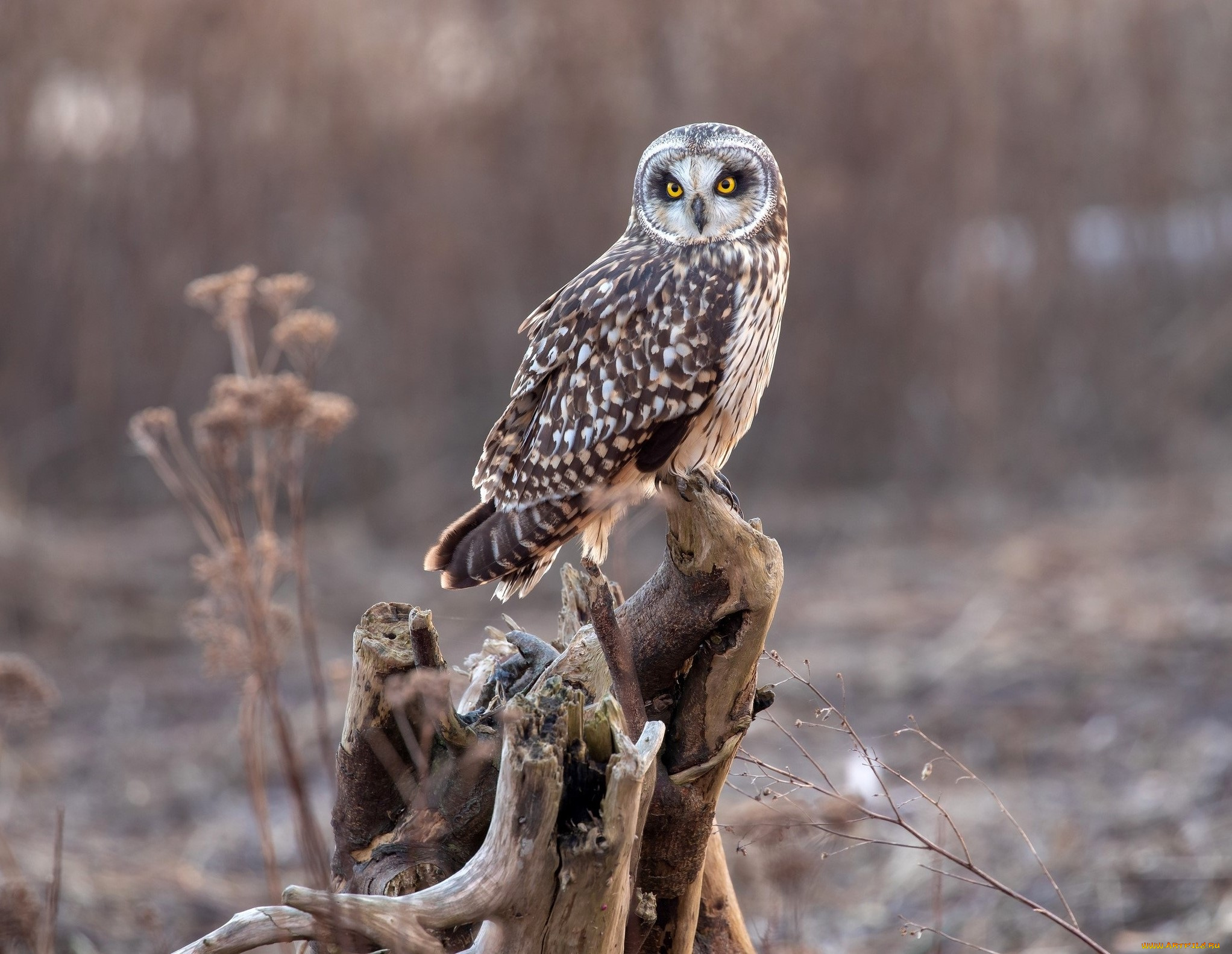 животные, совы, коряга, сова, фон, природа, боке, птица