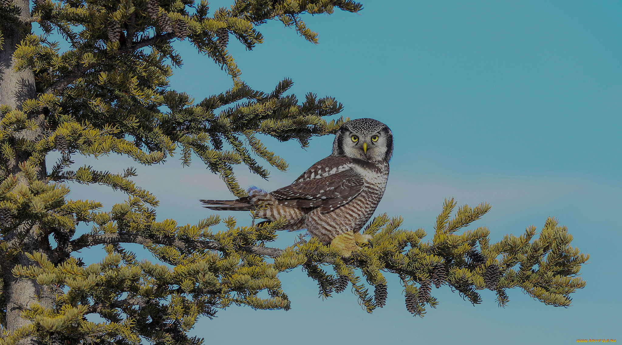 животные, совы, птичка