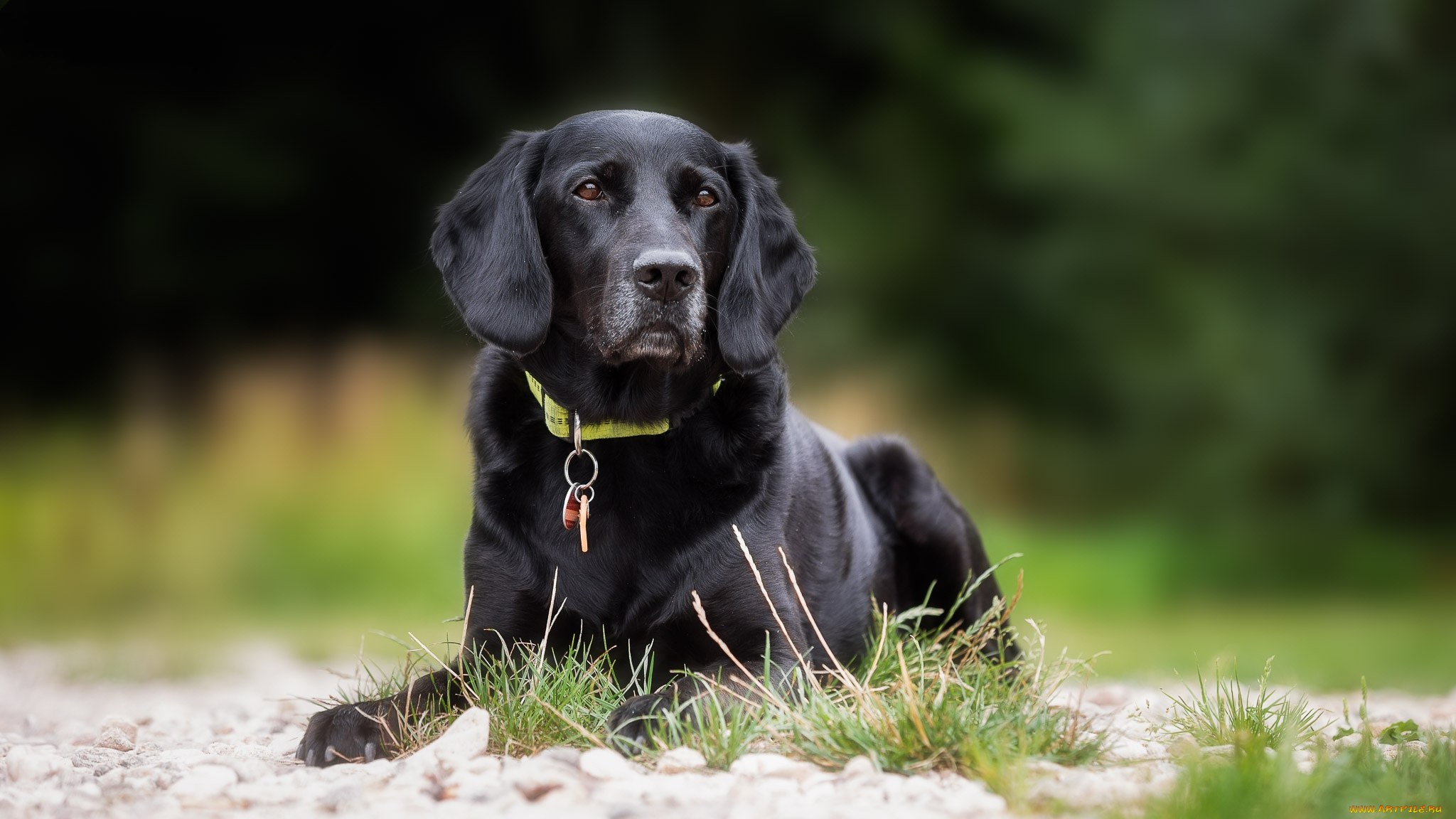 животные, собаки, пес