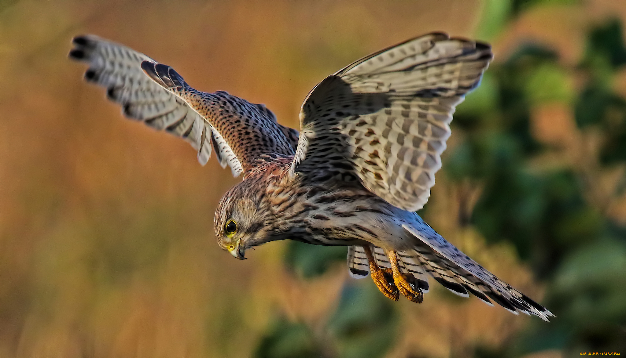 животные, птицы, -, хищники, птичка