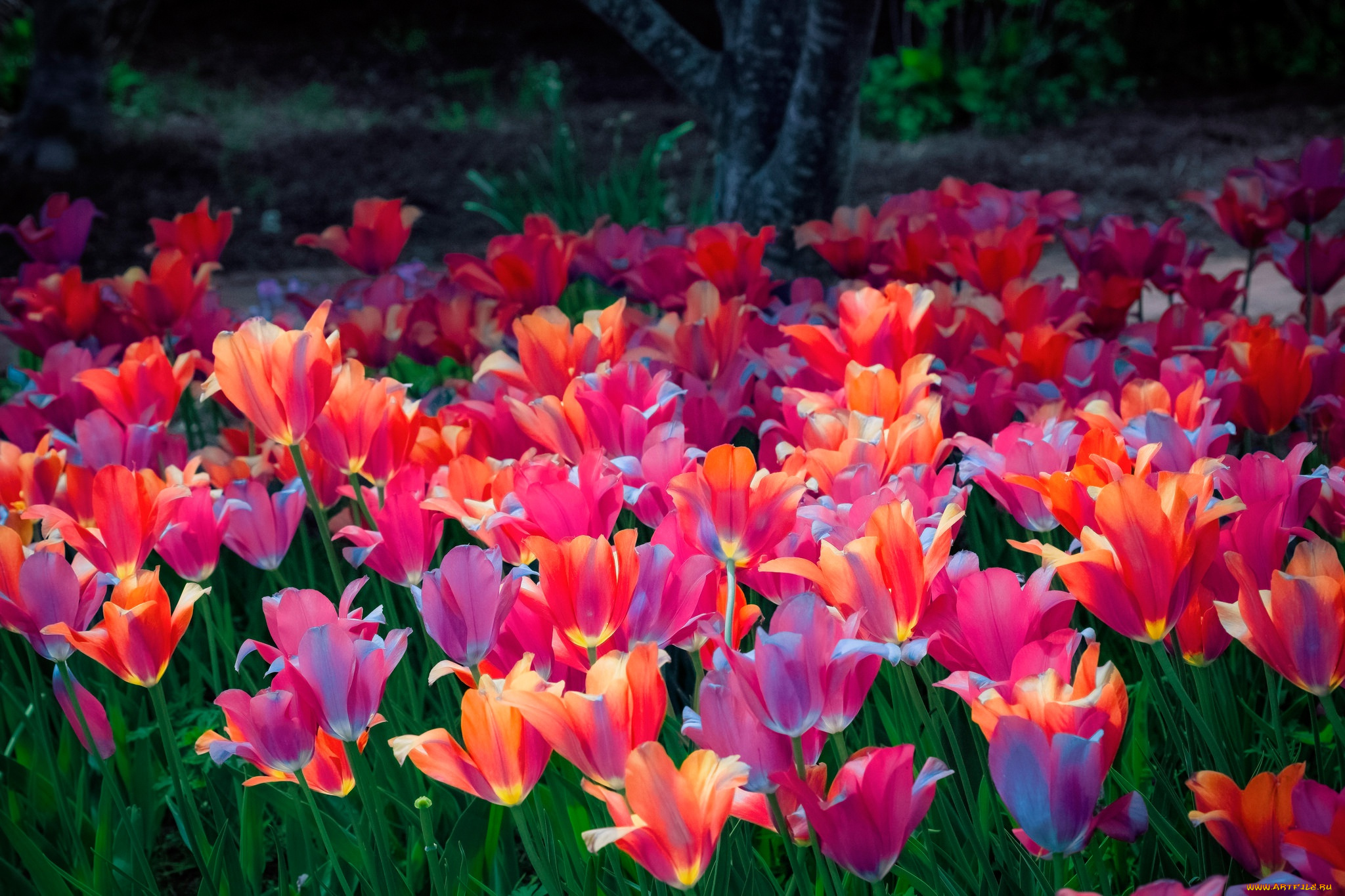 цветы, тюльпаны, сад