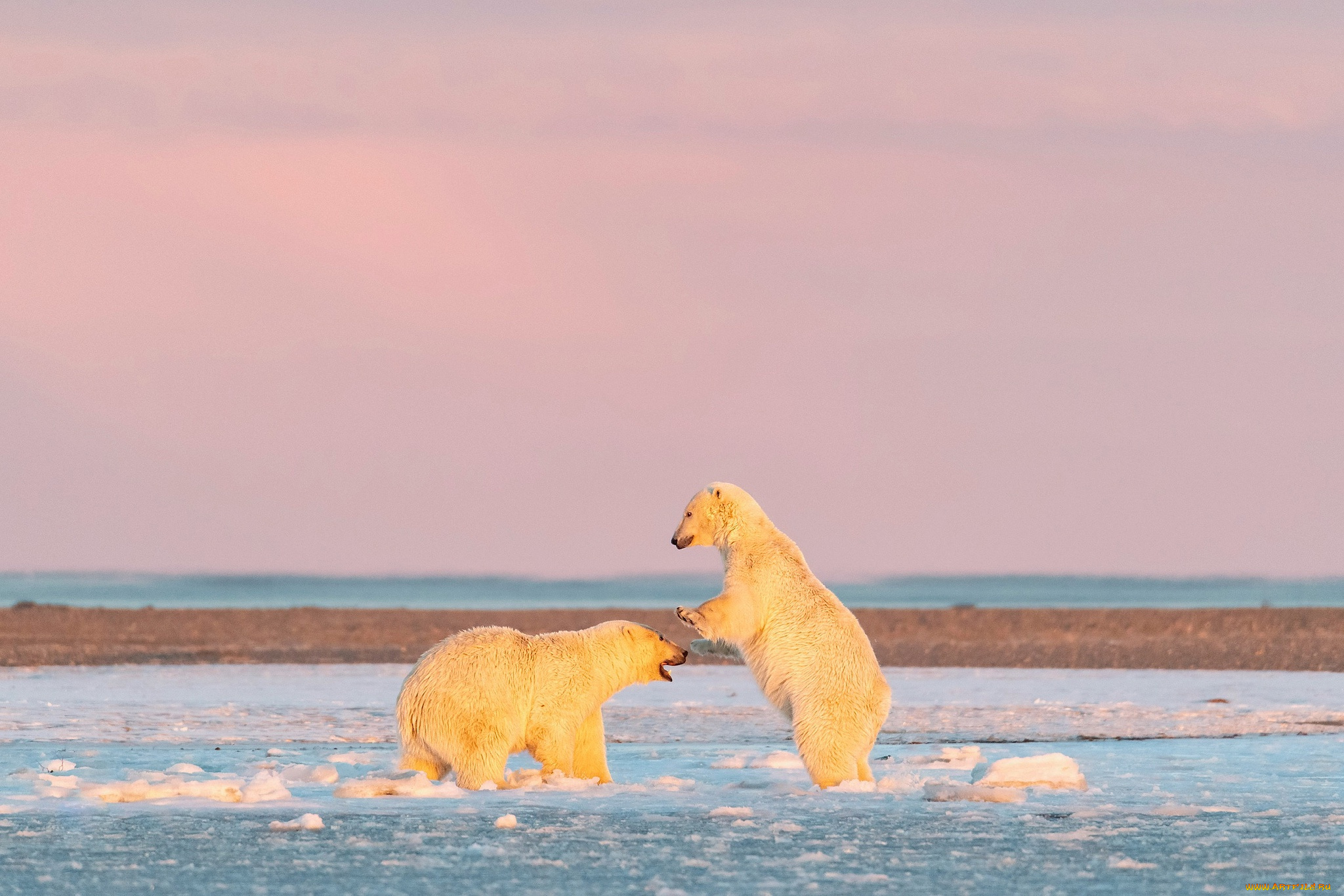 животные, медведи, белый, медведь