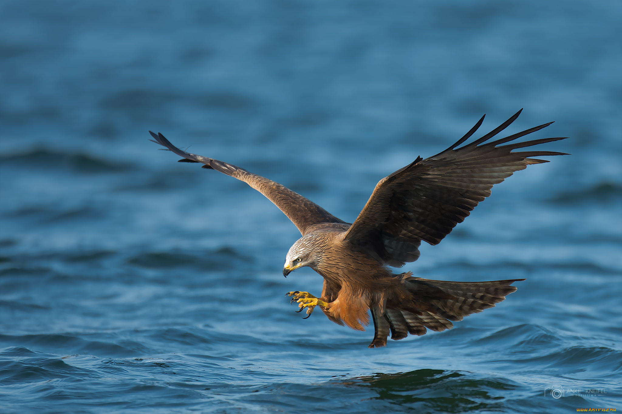 животные, птицы, -, хищники, птичка