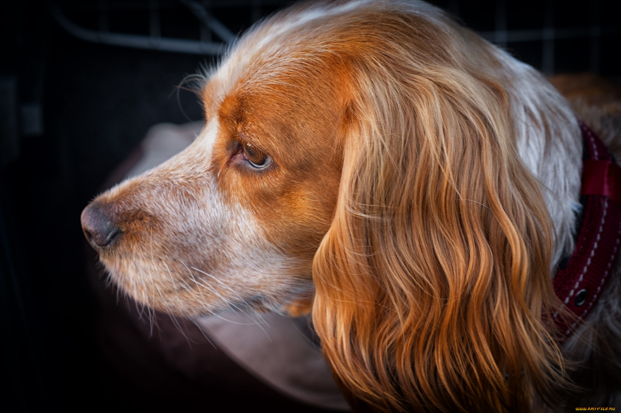 животные, собаки, пес