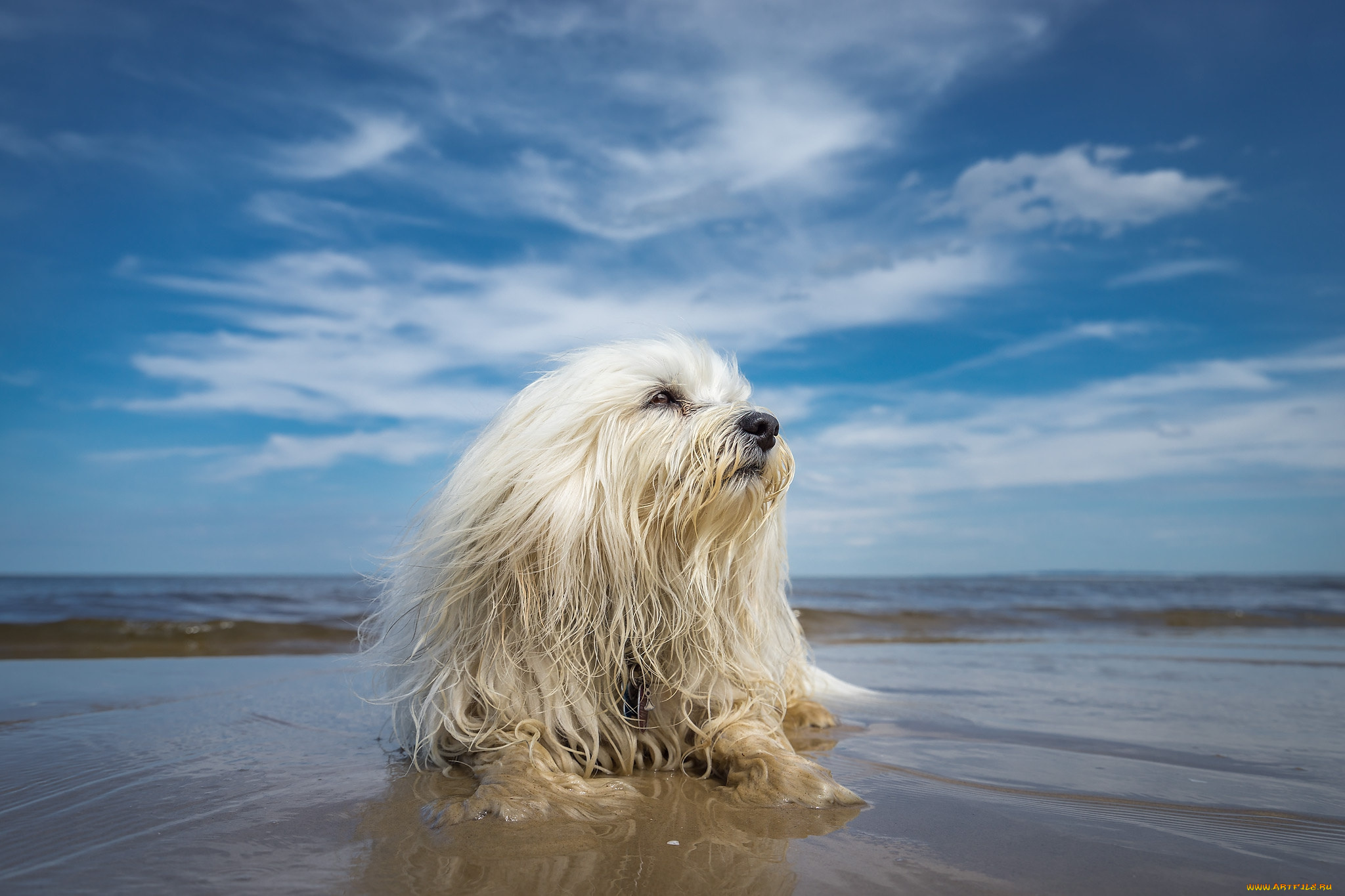 животные, собаки, пес
