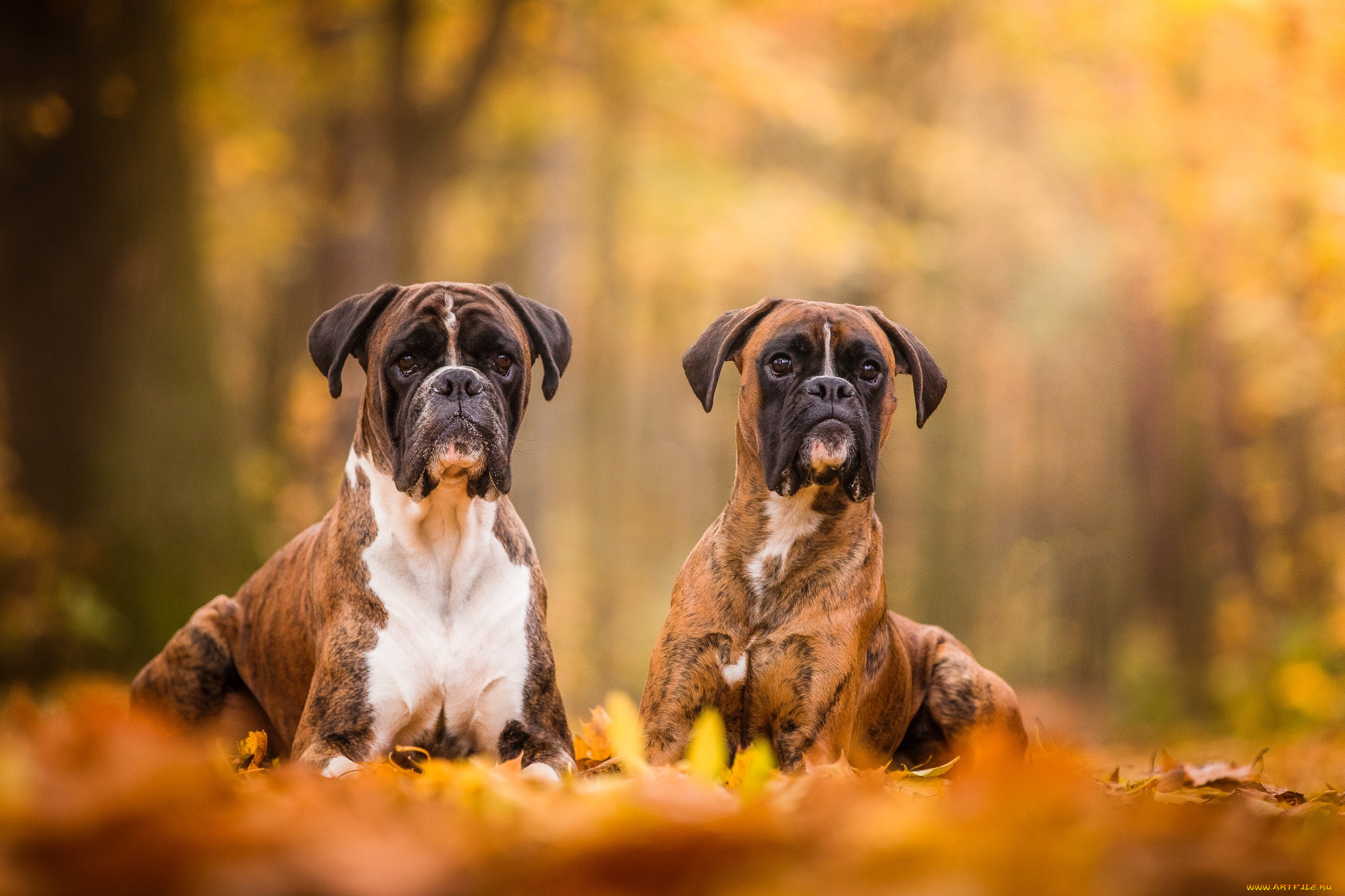 животные, собаки, пес