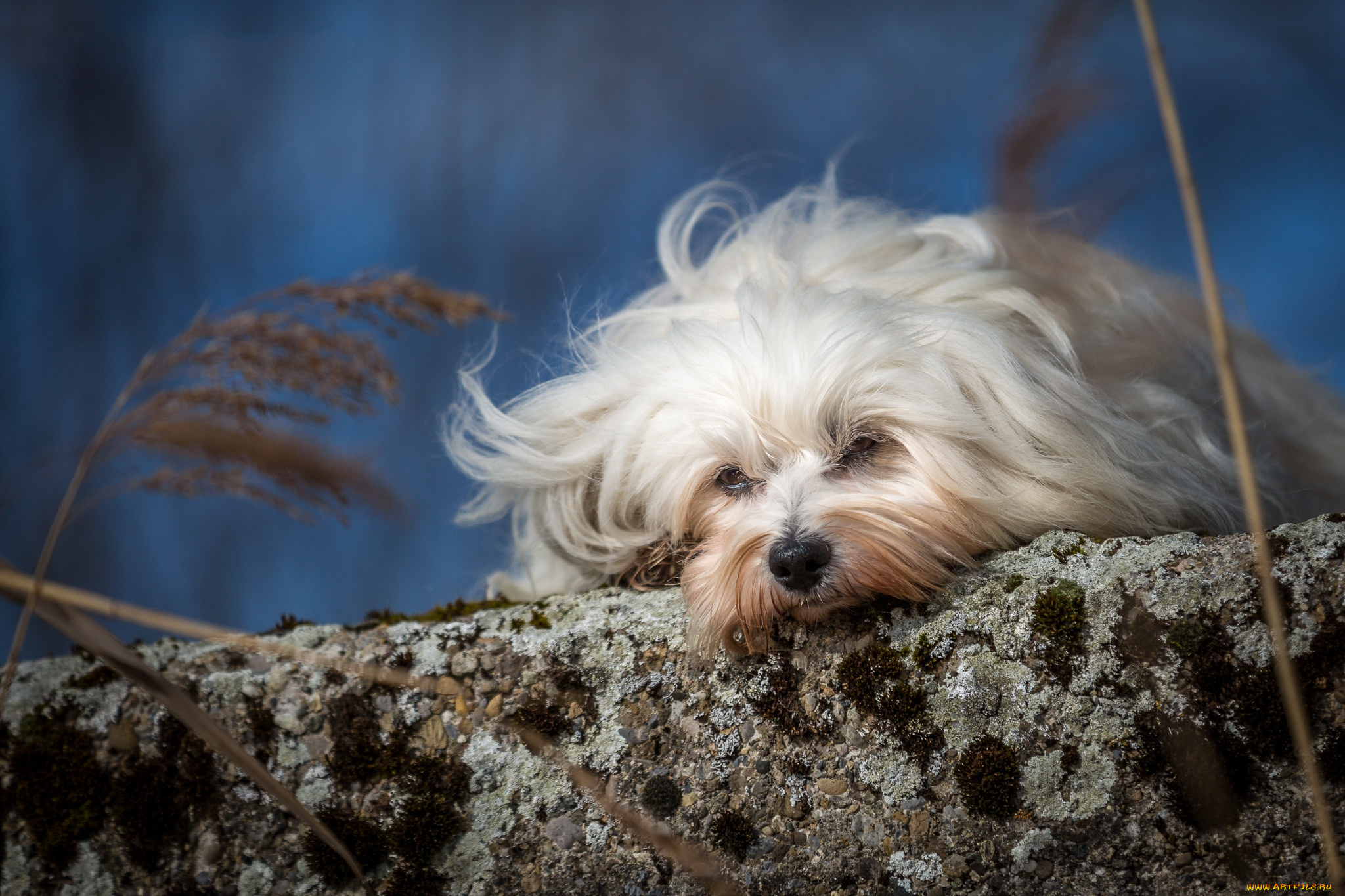 животные, собаки, пес