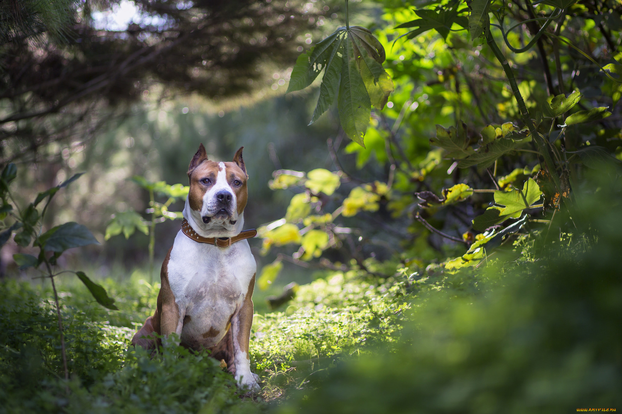 животные, собаки, пес