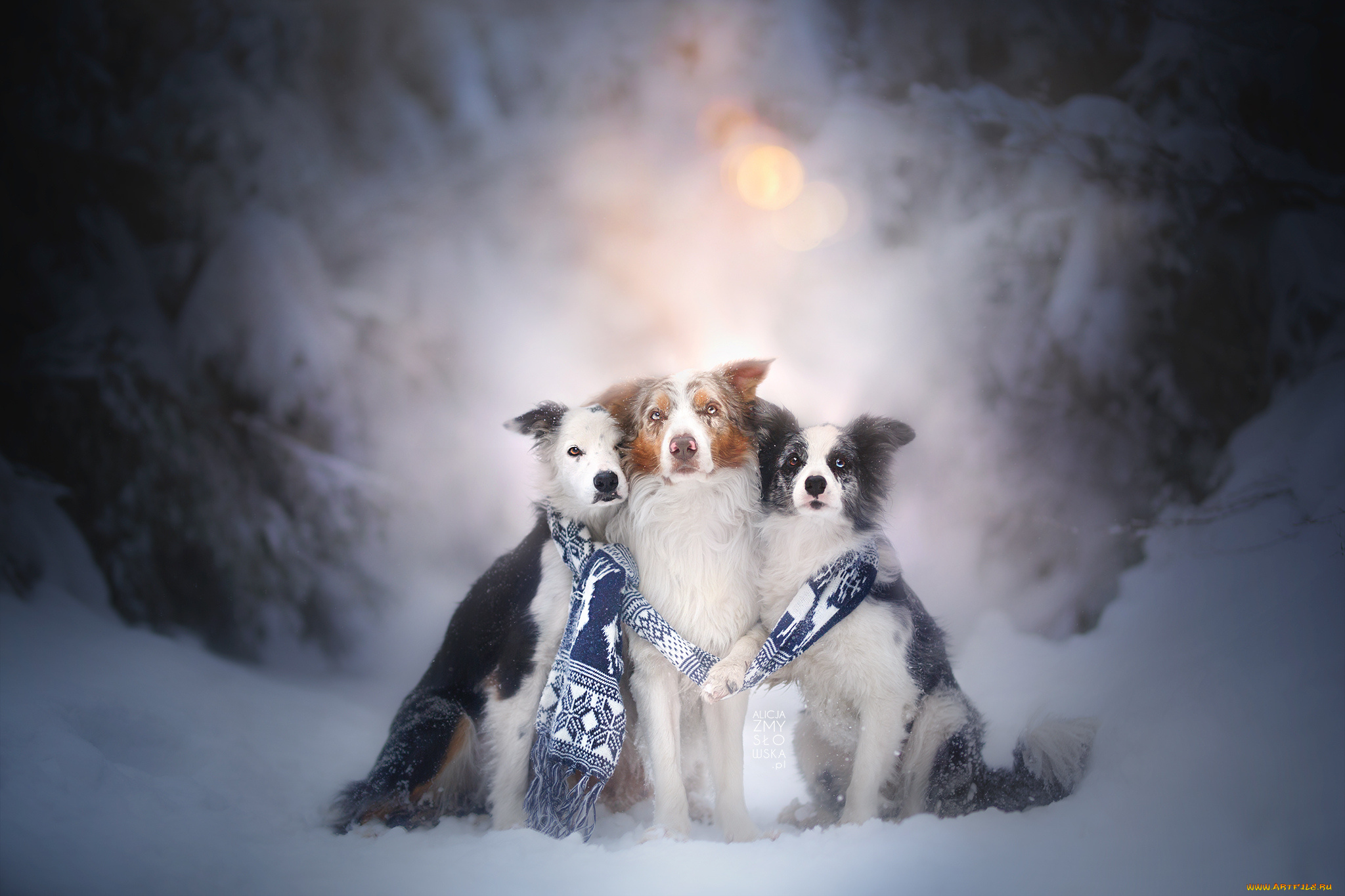 животные, собаки, пес