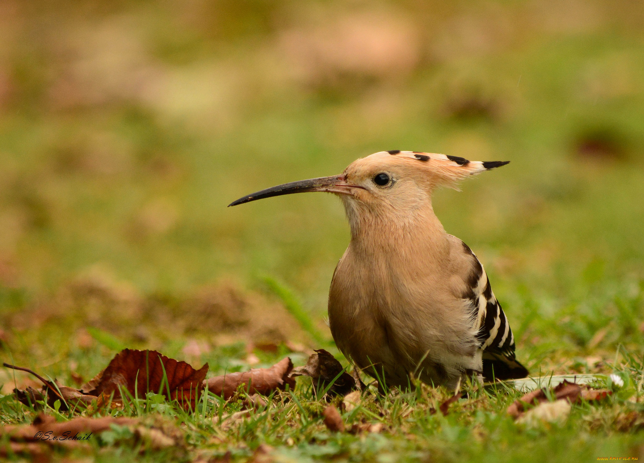 животные, удоды, птичка
