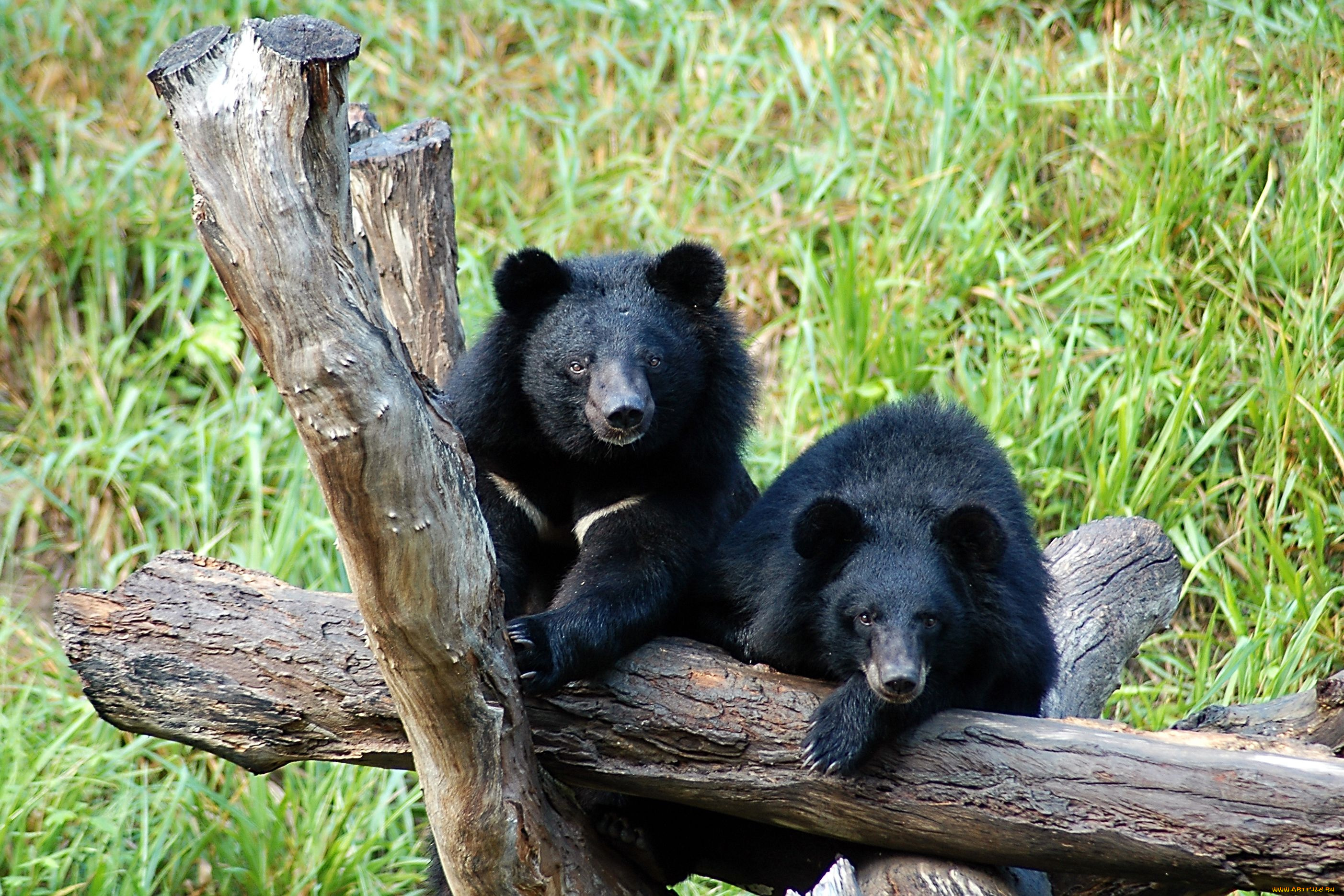 барибалы, животные, медведи, чёрные, хищники