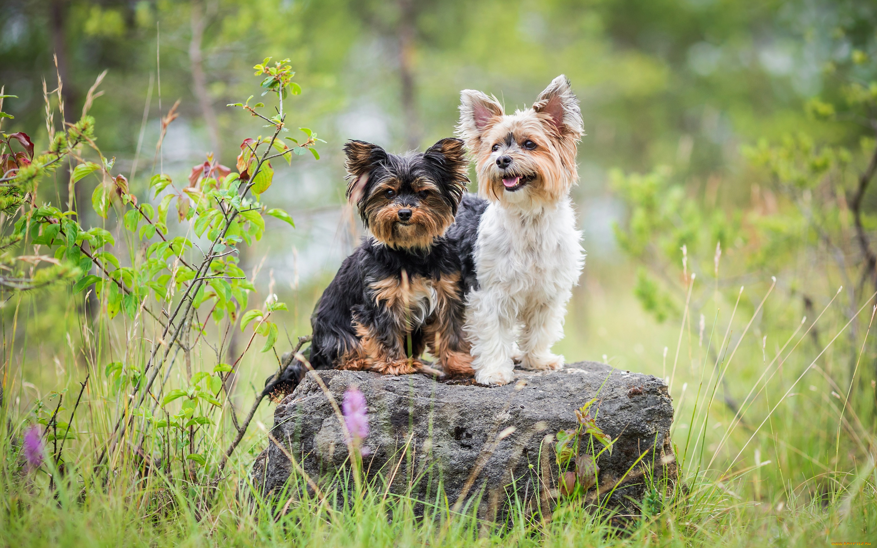 животные, собаки