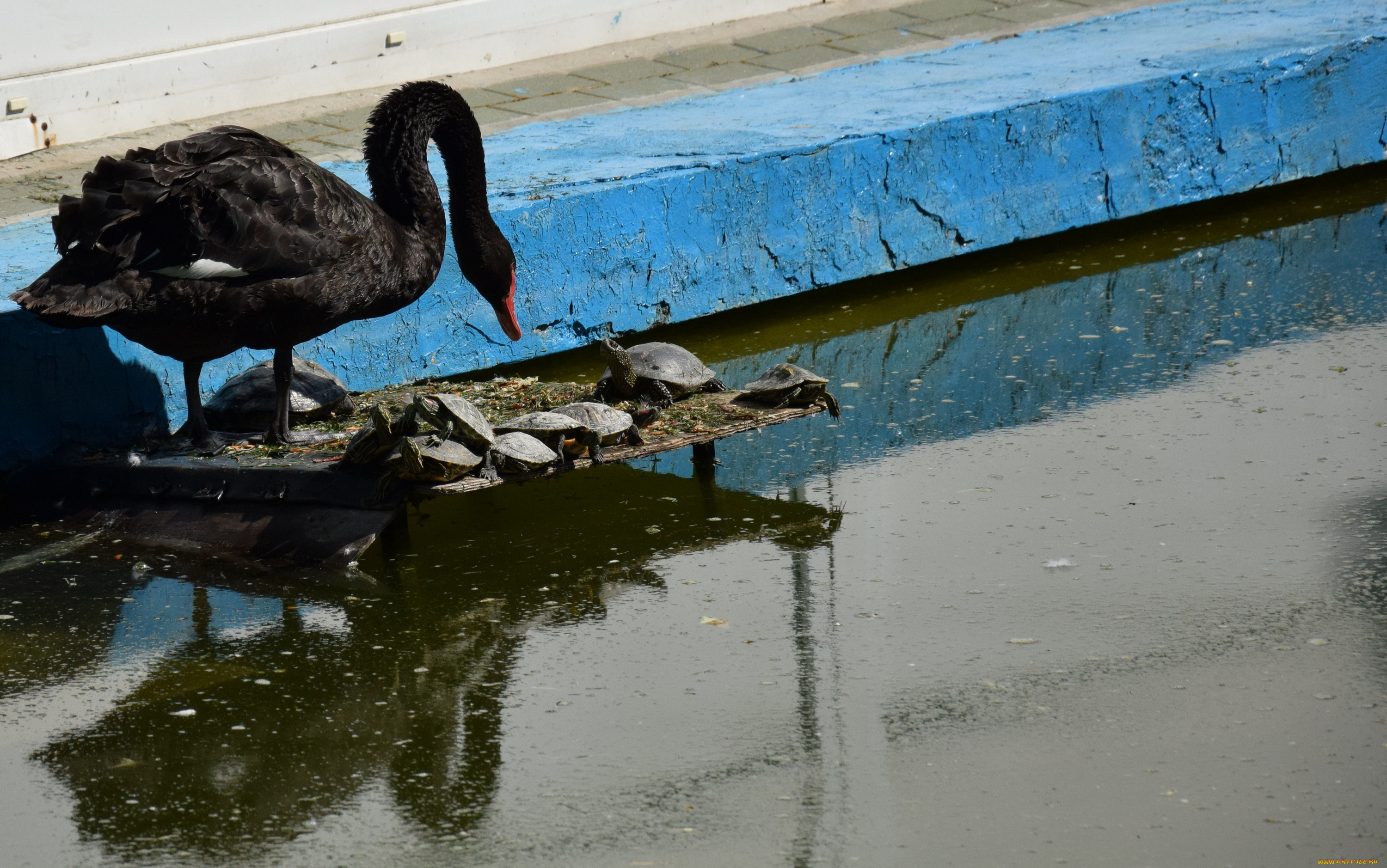 животные, разные, вместе, лебедь, черепаха, вода