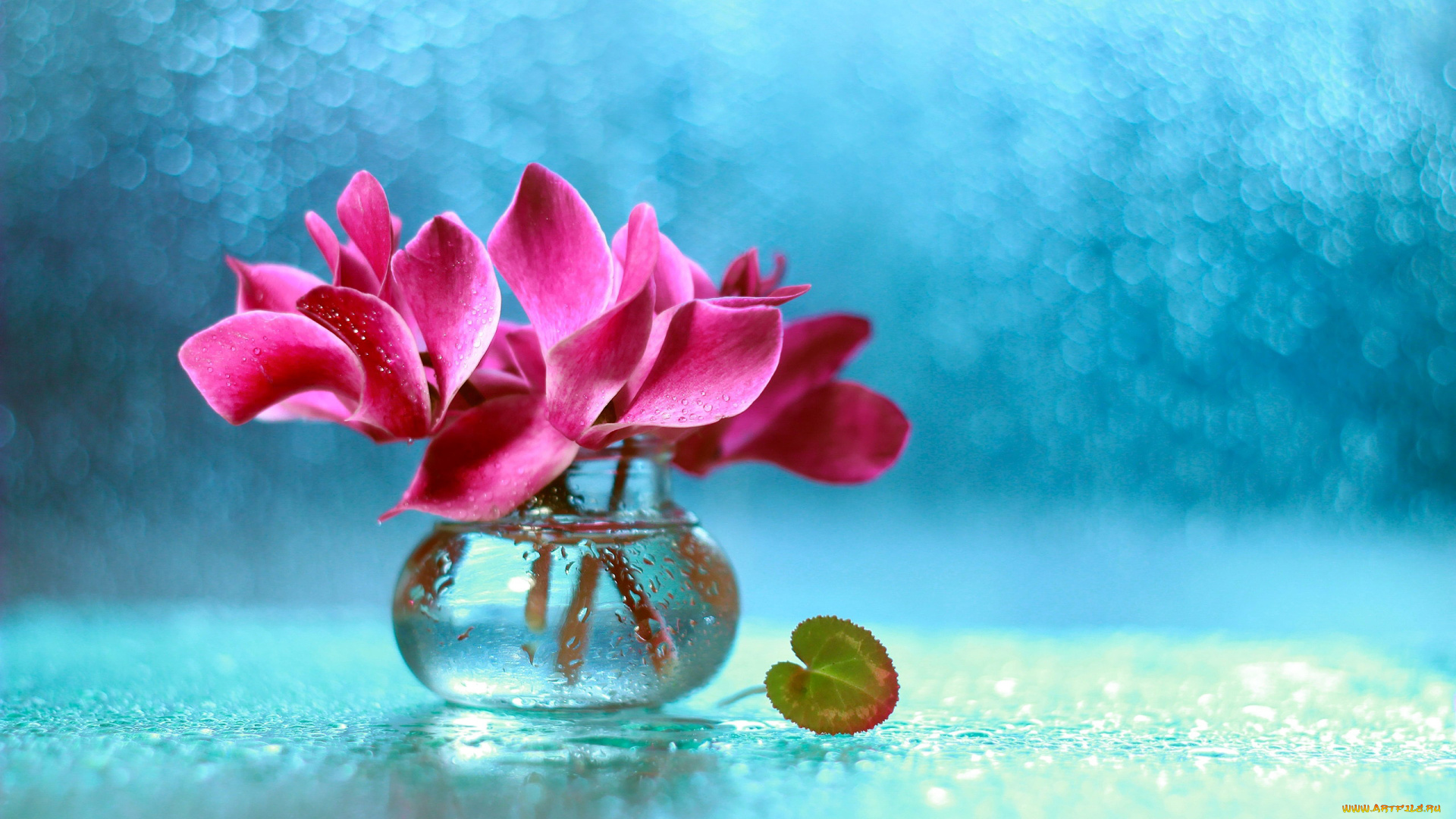 цветы, цикламены, розовый, цикламен, букет