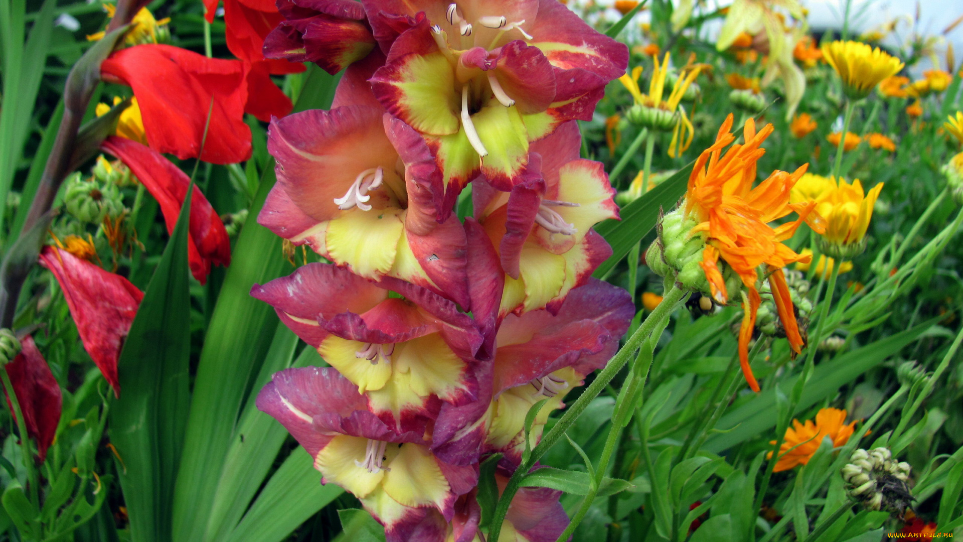 цветы, гладиолусы, двухцветный, гладиолус