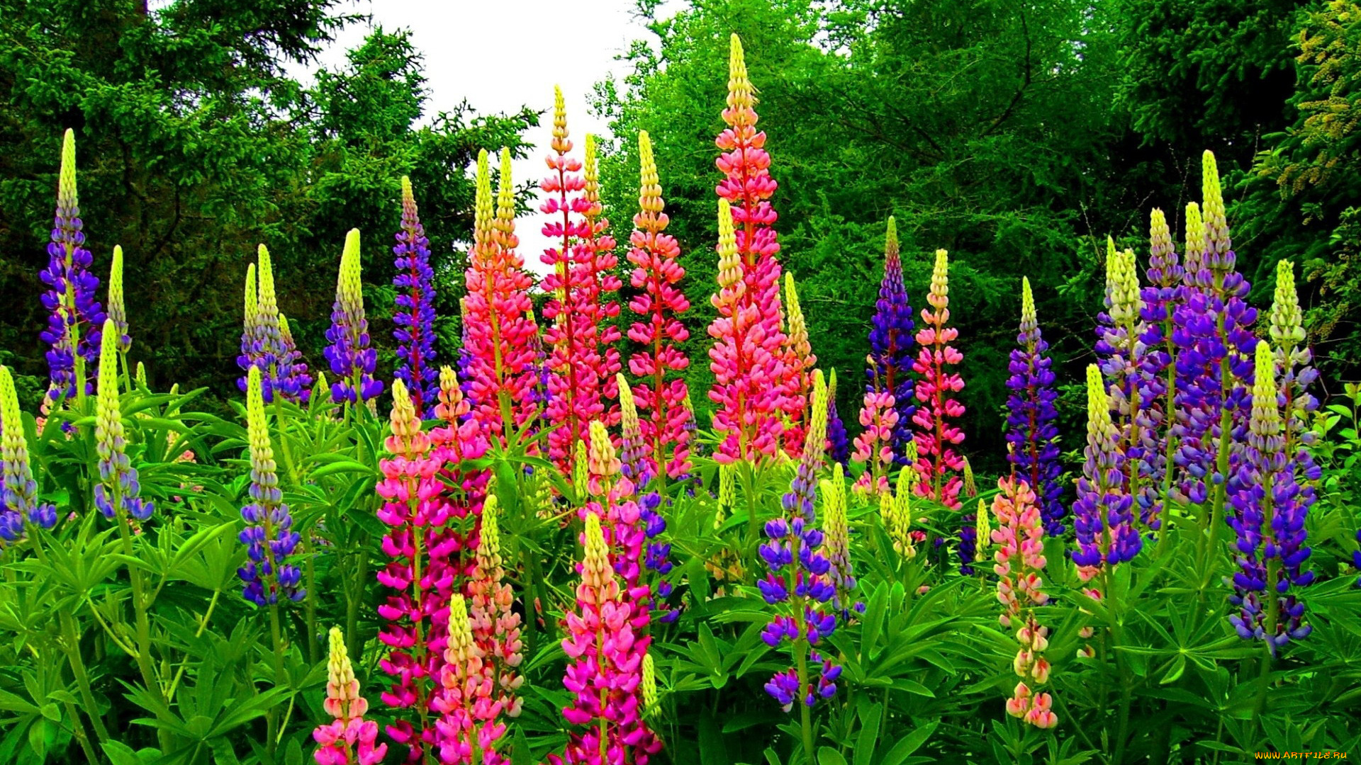 цветы, люпин, разноцветный