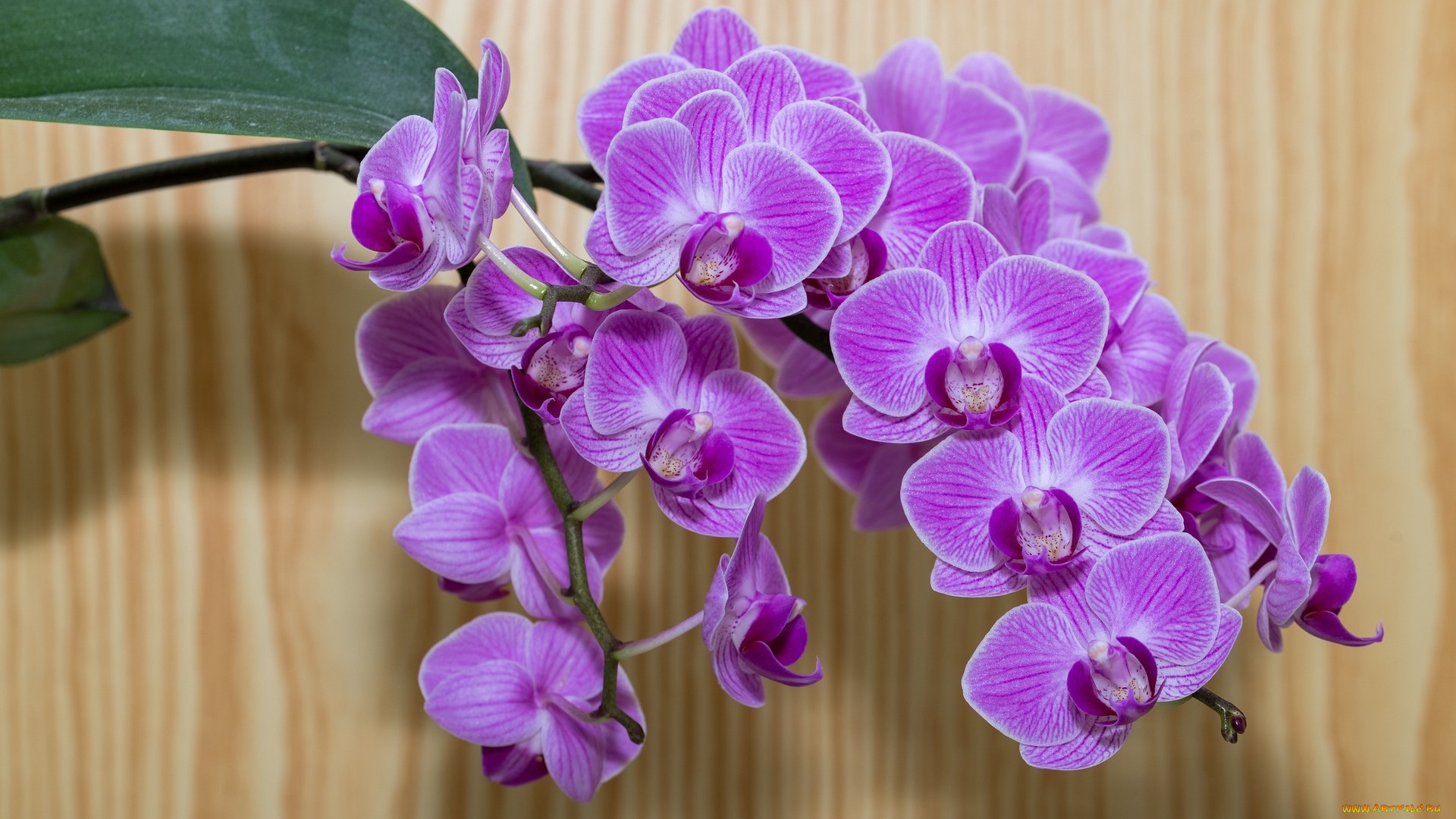 цветы, орхидеи, ветка, экзотика