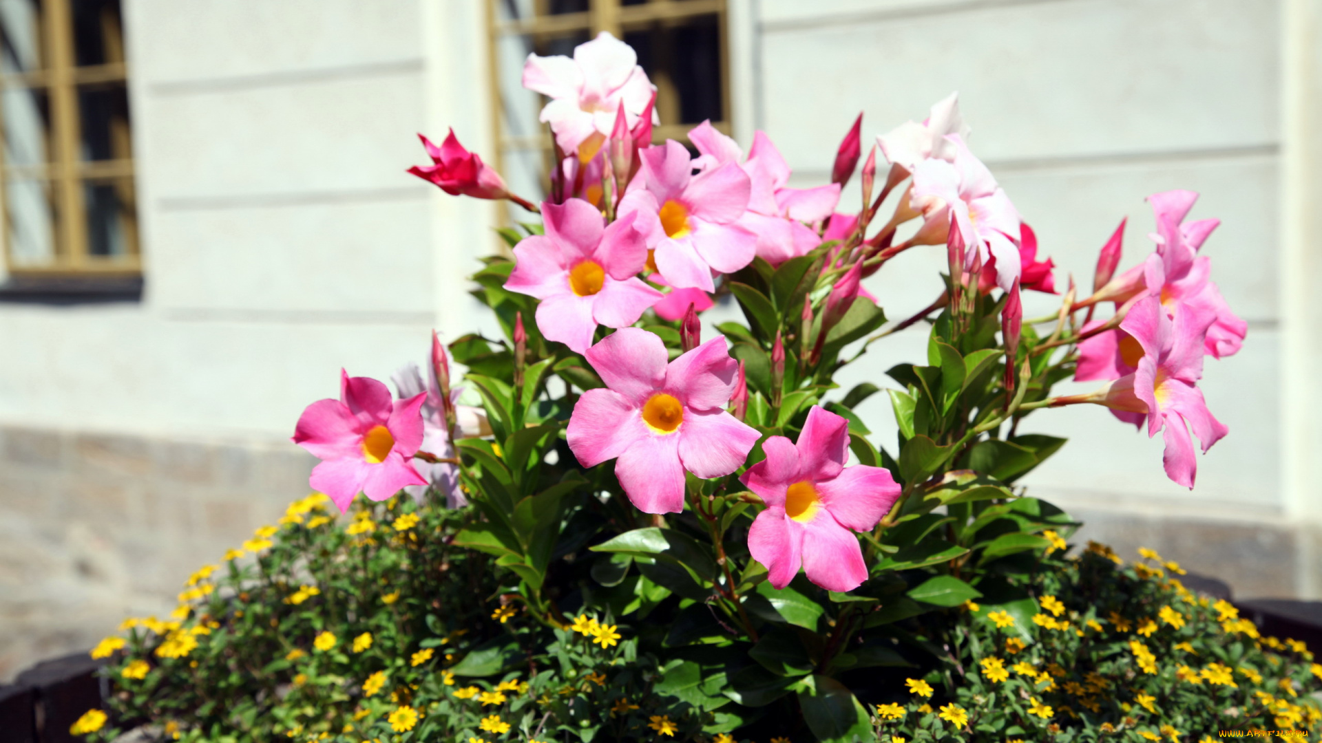 цветы, разные, вместе, клумба