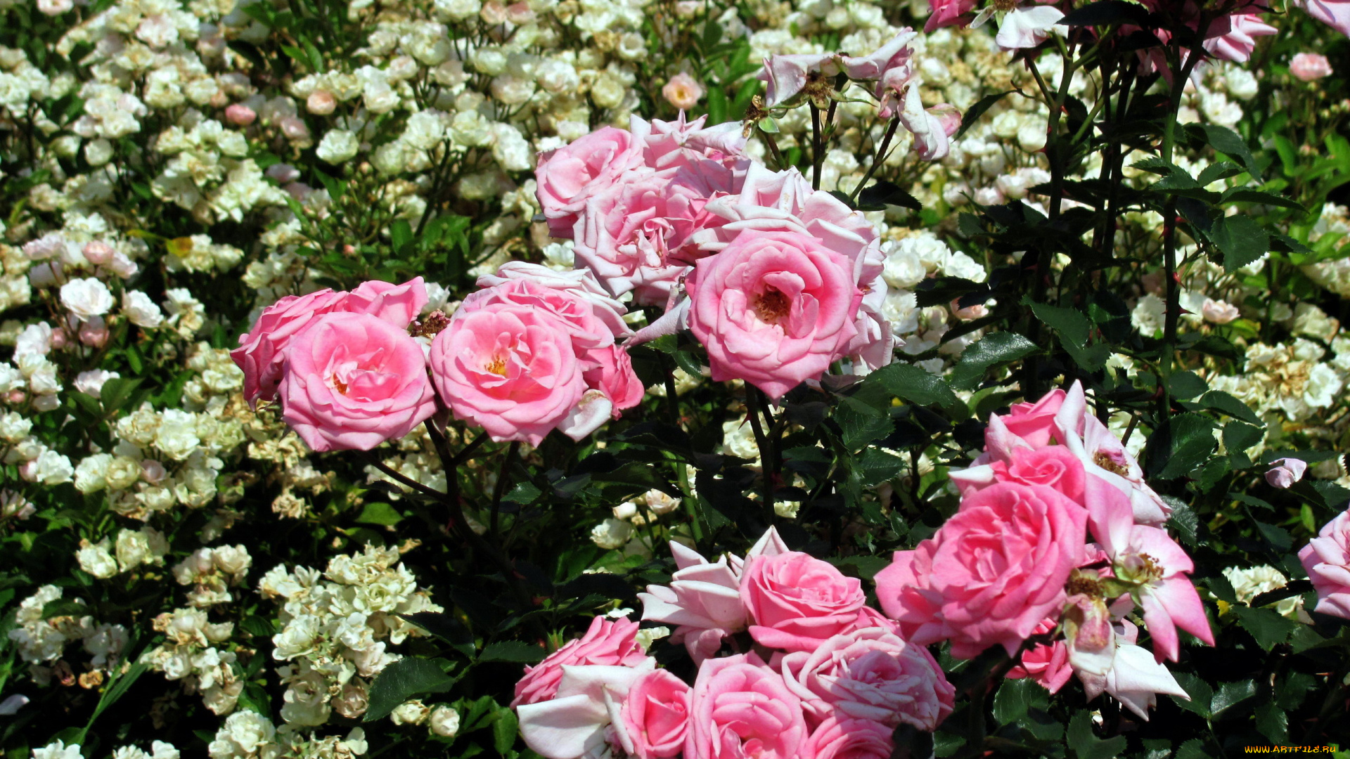 цветы, розы, белые, розовые