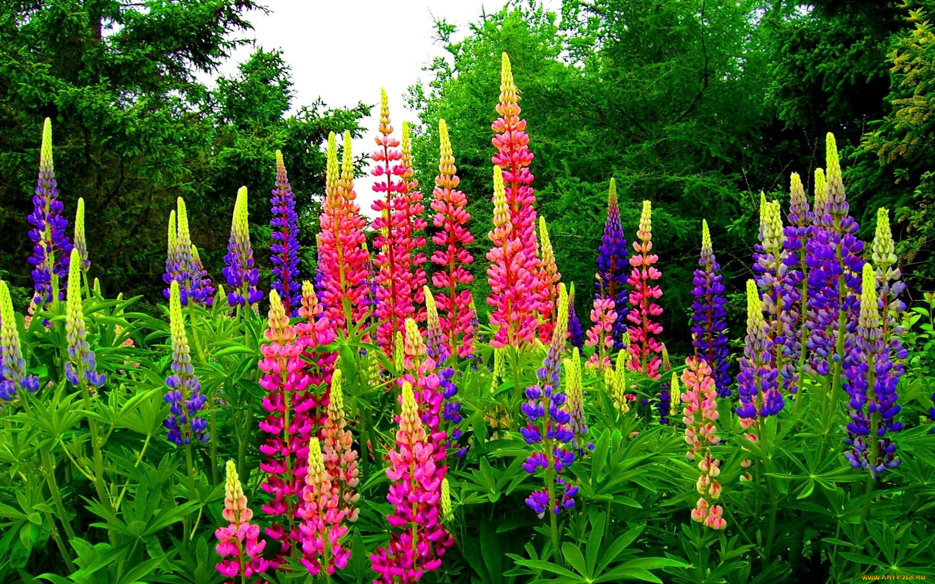 цветы, люпин, разноцветный