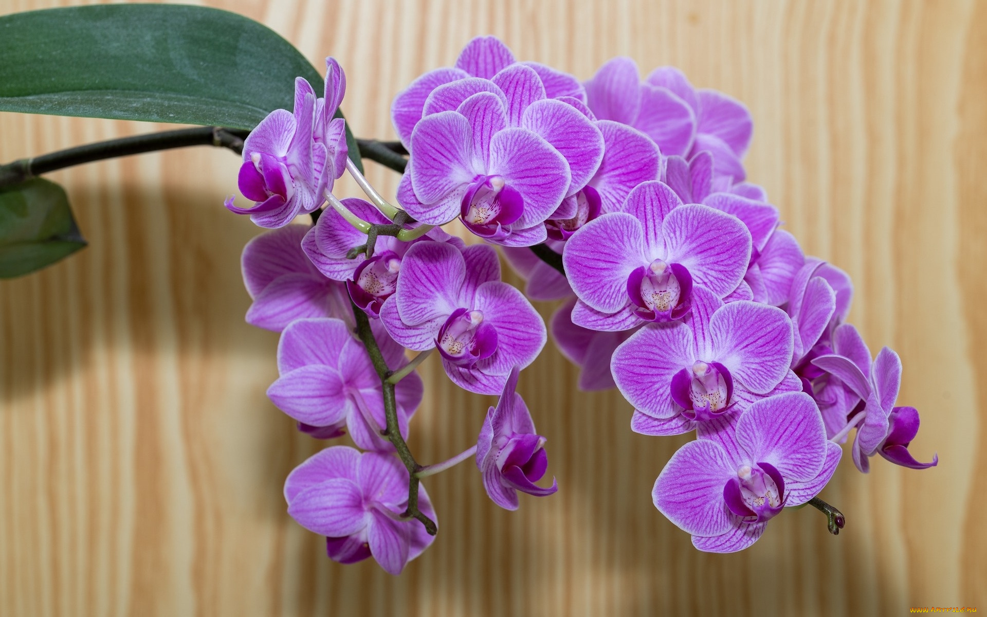 цветы, орхидеи, ветка, экзотика