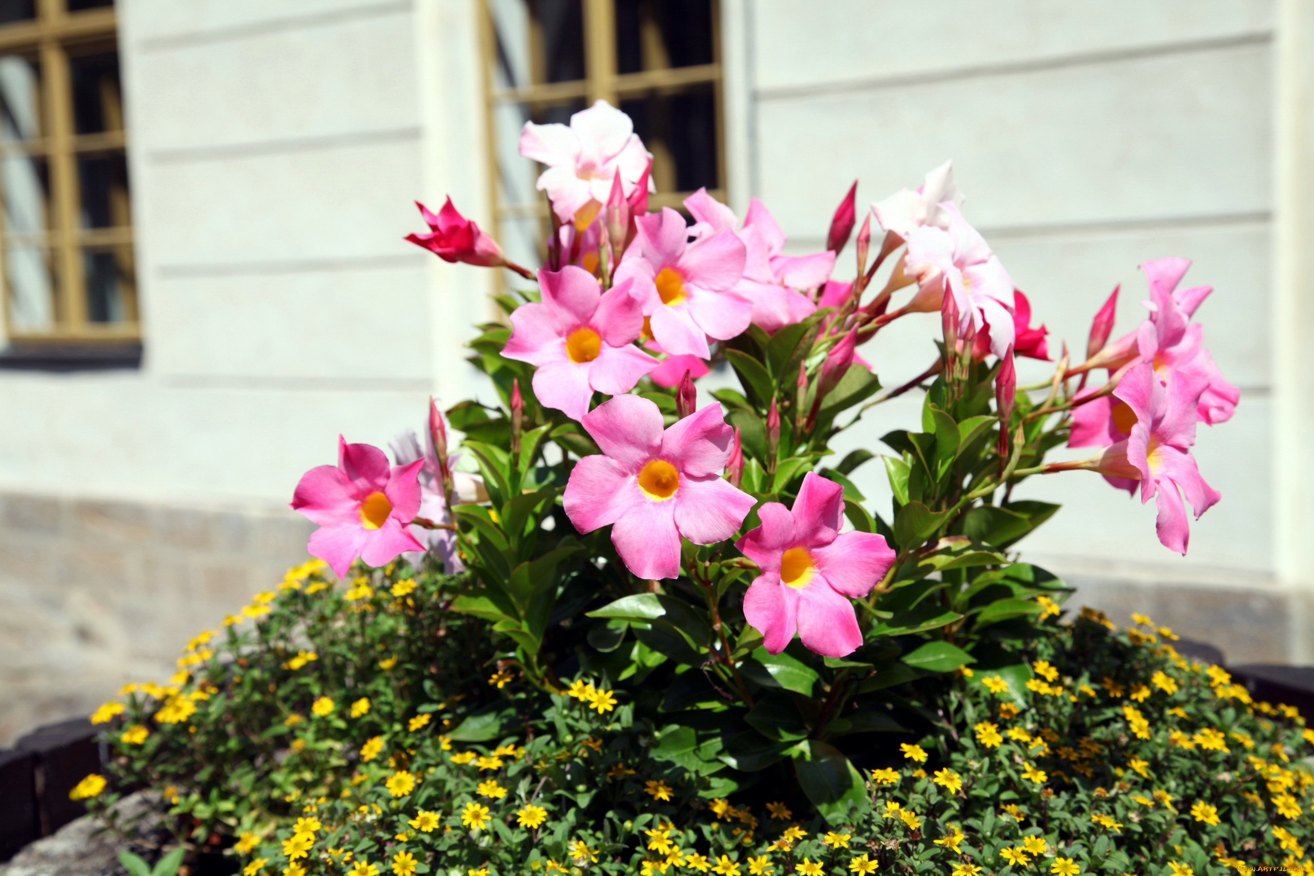 цветы, разные, вместе, клумба