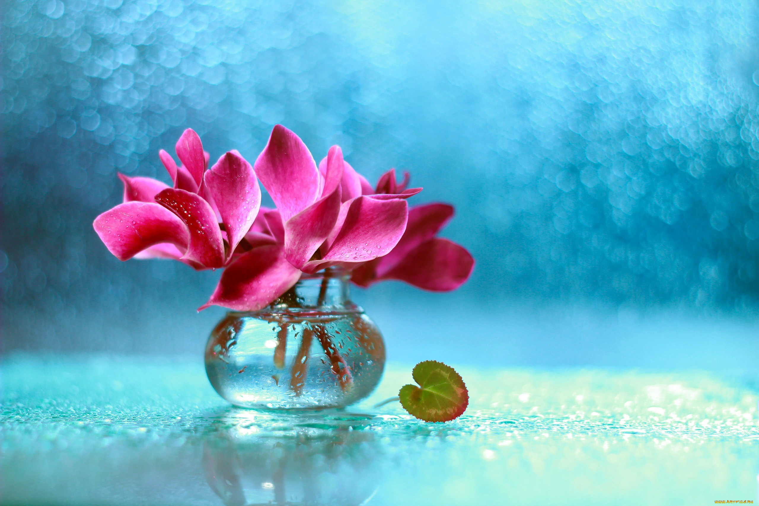 цветы, цикламены, розовый, цикламен, букет