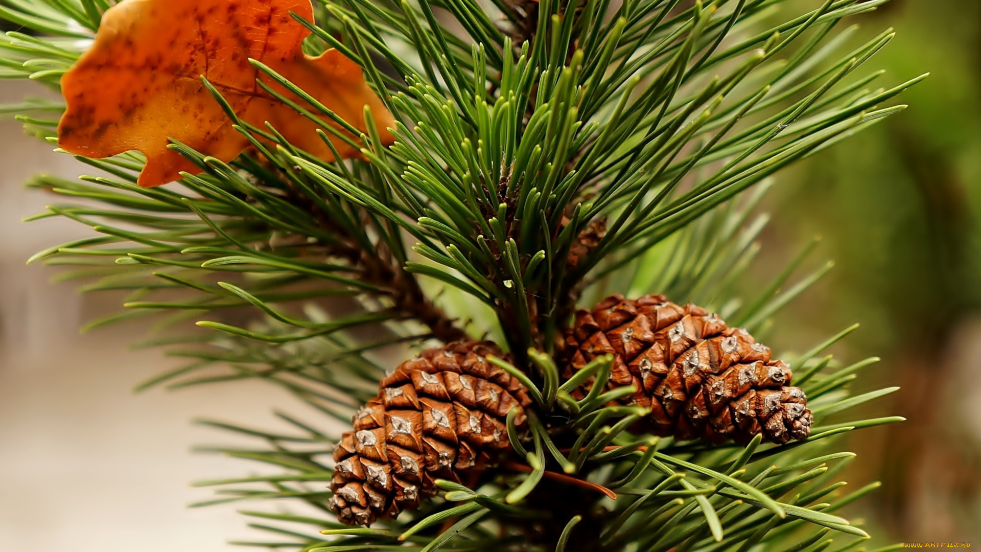 природа, деревья, pine, twig, cone