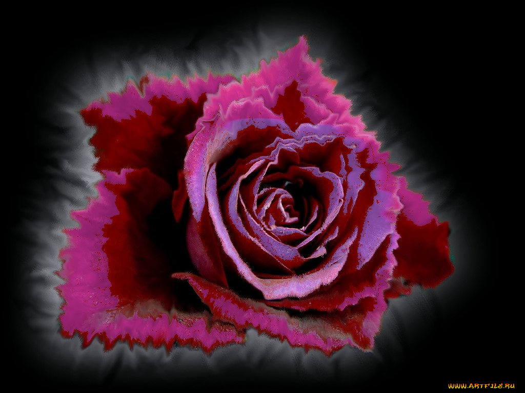 цветы, розы