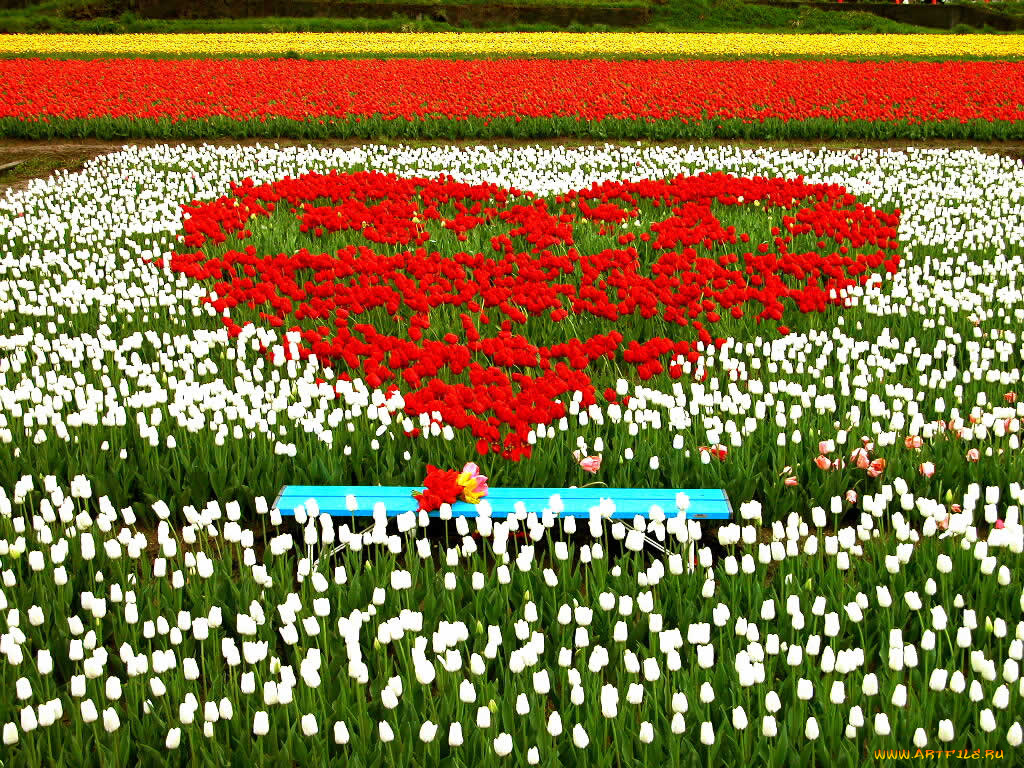 цветы, тюльпаны