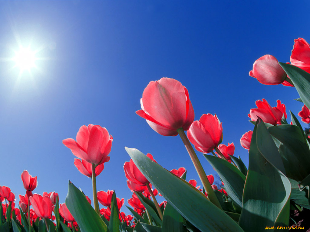 цветы, тюльпаны