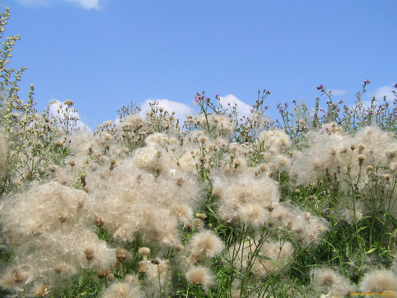 цветы, луговые, полевые