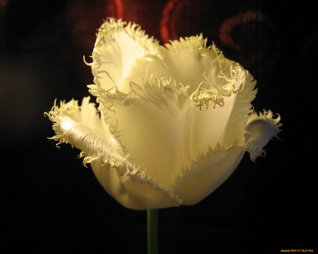 цветы, тюльпаны