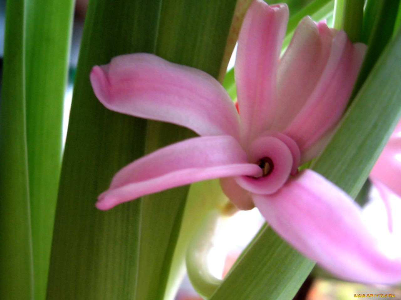 цветы, гиацинты