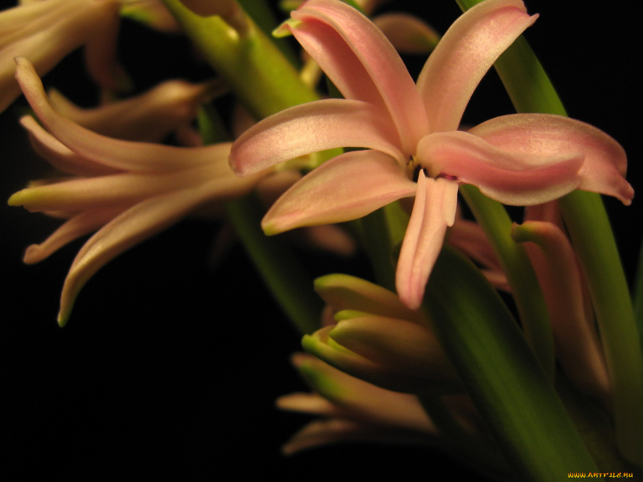 цветы, гиацинты