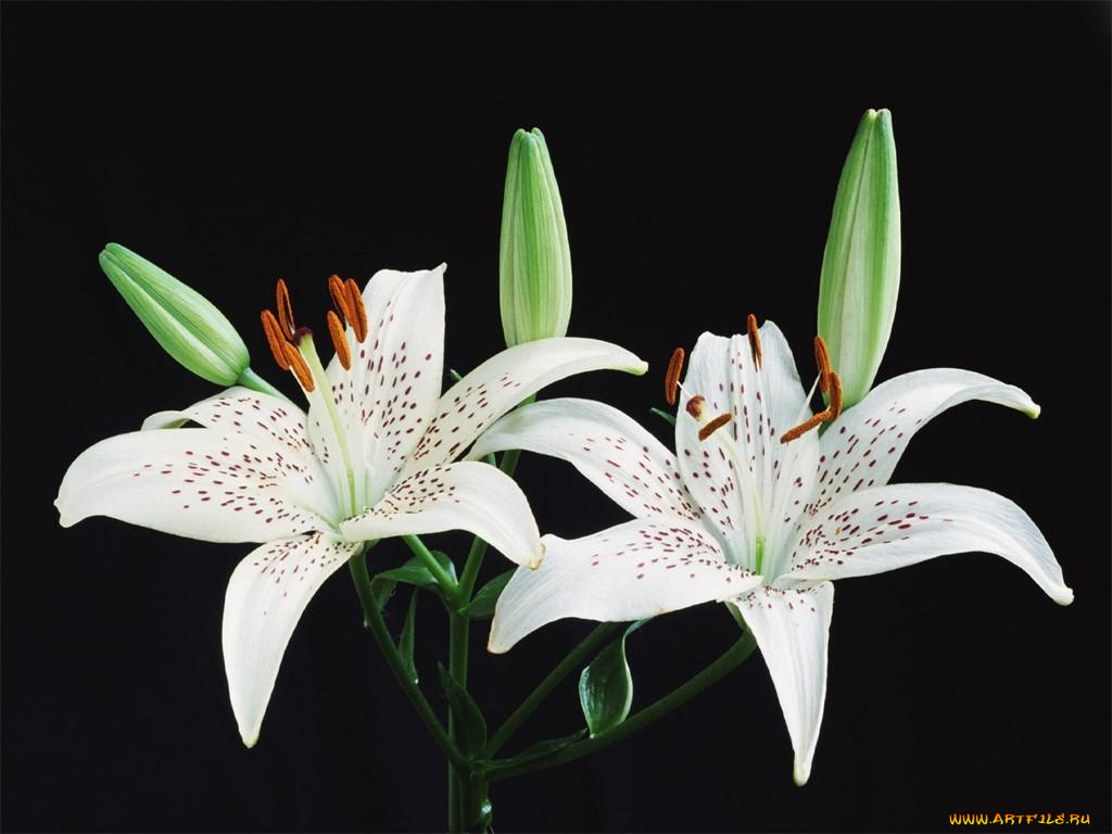 цветы, лилии, лилейники